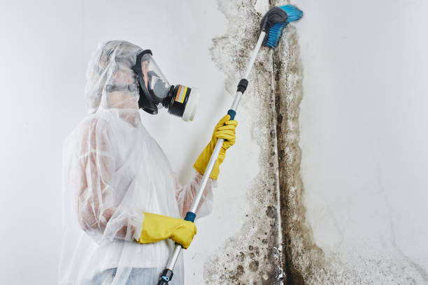 Best Residential Mold Removal  in Pepeekeo, HI