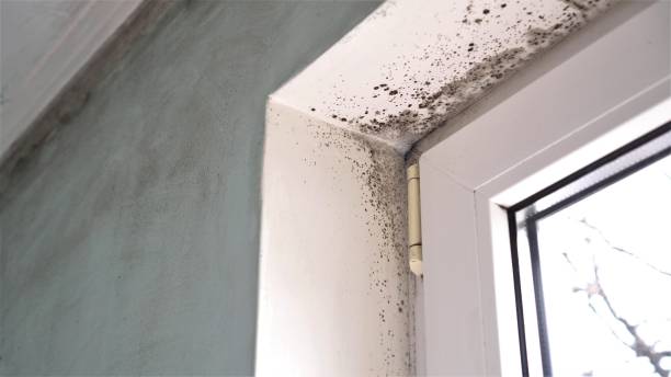 Best Commercial Mold Removal  in Pepeekeo, HI