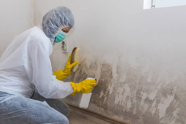 Certified Mold Removal in Pepeekeo, HI