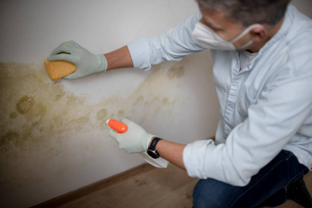 Mold Removal Process in Pepeekeo, HI