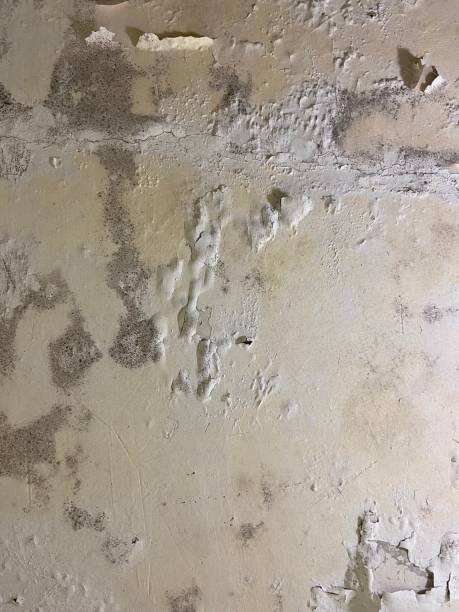 Crawl Space Mold Removal in Pepeekeo, HI