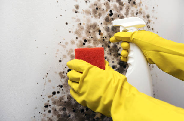 Best Mold Cleaning Services  in Pepeekeo, HI