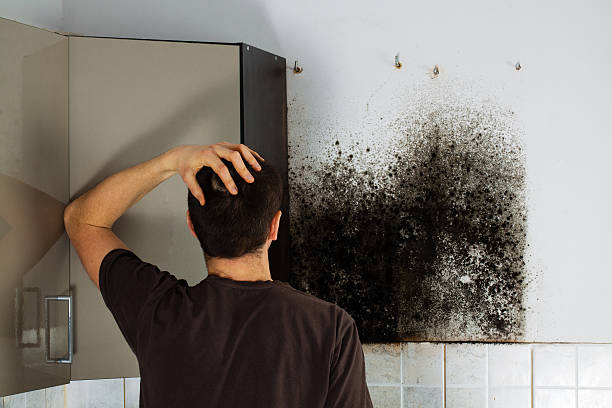Best Crawl Space Mold Removal  in Pepeekeo, HI