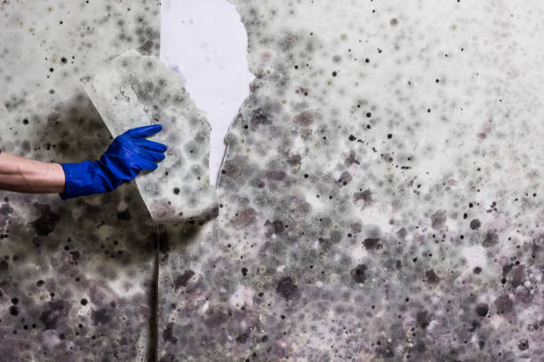 Best Attic Mold Removal  in Pepeekeo, HI