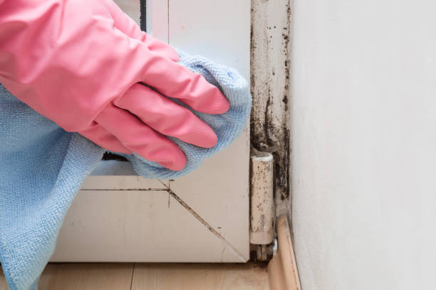 Professional Mold Removal in Pepeekeo, HI